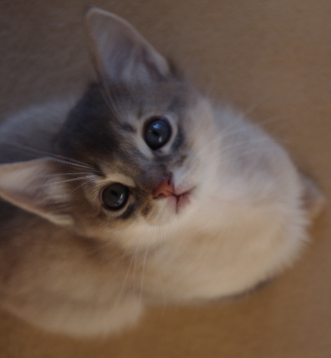 猫ソマリ ファランとの出会いはブリーダーさん Shifaranoto