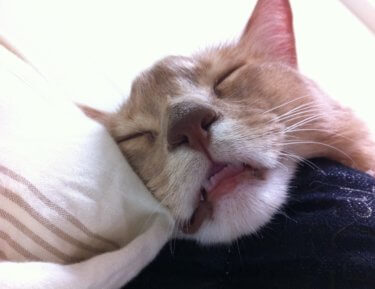 猫　ソマリ　　ファラン寝顔